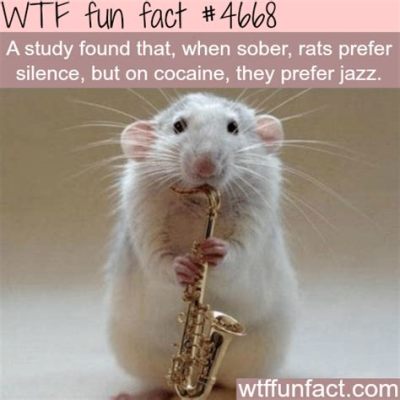 do rats prefer classical music over pop songs